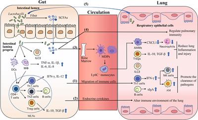 The Beneficial Role of Probiotic Lactobacillus in Respiratory Diseases